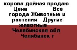 корова дойная продаю › Цена ­ 100 000 - Все города Животные и растения » Другие животные   . Челябинская обл.,Челябинск г.